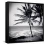 Palm Trees by the Beach at Bweju, Zanzibar, Tanzania, East Africa-Lee Frost-Framed Stretched Canvas