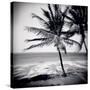 Palm Trees by the Beach at Bweju, Zanzibar, Tanzania, East Africa-Lee Frost-Stretched Canvas