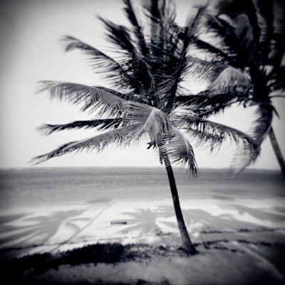 https://imgc.allpostersimages.com/img/posters/palm-trees-by-the-beach-at-bweju-zanzibar-tanzania-east-africa_u-L-P6KWS00.jpg?artPerspective=n