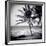 Palm Trees by the Beach at Bweju, Zanzibar, Tanzania, East Africa-Lee Frost-Framed Photographic Print