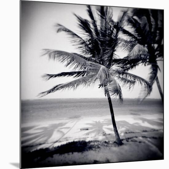 Palm Trees by the Beach at Bweju, Zanzibar, Tanzania, East Africa-Lee Frost-Mounted Photographic Print