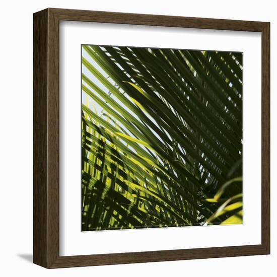 Palm Trees, Dominican Republic, Punta Cana-Lisa S^ Engelbrecht-Framed Art Print