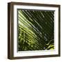 Palm Trees, Dominican Republic, Punta Cana-Lisa S^ Engelbrecht-Framed Art Print