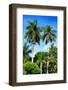 Palm Trees - Everglades National Park - Unesco World Heritage Site - Florida - USA-Philippe Hugonnard-Framed Photographic Print