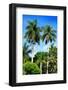 Palm Trees - Everglades National Park - Unesco World Heritage Site - Florida - USA-Philippe Hugonnard-Framed Photographic Print