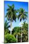 Palm Trees - Everglades National Park - Unesco World Heritage Site - Florida - USA-Philippe Hugonnard-Mounted Photographic Print