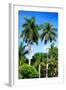 Palm Trees - Everglades National Park - Unesco World Heritage Site - Florida - USA-Philippe Hugonnard-Framed Photographic Print