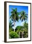 Palm Trees - Everglades National Park - Unesco World Heritage Site - Florida - USA-Philippe Hugonnard-Framed Photographic Print