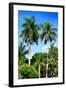 Palm Trees - Everglades National Park - Unesco World Heritage Site - Florida - USA-Philippe Hugonnard-Framed Photographic Print