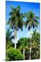 Palm Trees - Everglades National Park - Unesco World Heritage Site - Florida - USA-Philippe Hugonnard-Mounted Photographic Print