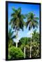 Palm Trees - Everglades National Park - Unesco World Heritage Site - Florida - USA-Philippe Hugonnard-Framed Photographic Print