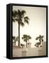 Palm Trees, Fuerteventura, Canary Islands, Spain-Jon Arnold-Framed Stretched Canvas