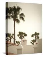 Palm Trees, Fuerteventura, Canary Islands, Spain-Jon Arnold-Stretched Canvas