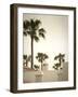 Palm Trees, Fuerteventura, Canary Islands, Spain-Jon Arnold-Framed Photographic Print