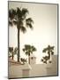Palm Trees, Fuerteventura, Canary Islands, Spain-Jon Arnold-Mounted Photographic Print
