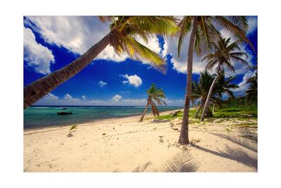 'Palm Trees, Grand Cayman Island' Photographic Print - George Oze