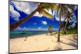 Palm Trees, Grand Cayman Island-George Oze-Mounted Photographic Print