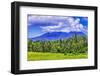 Palm trees growing throughout the jungle forests of central Bali, up into the volcanic mountains.-Greg Johnston-Framed Photographic Print