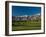 Palm Trees in a Golf Course, Desert Princess Country Club, Palm Springs, California-null-Framed Photographic Print