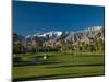 Palm Trees in a Golf Course, Desert Princess Country Club, Palm Springs, California-null-Mounted Photographic Print