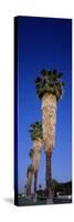 Palm Trees in a Row, Palm Springs, California, USA-null-Stretched Canvas