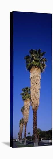 Palm Trees in a Row, Palm Springs, California, USA-null-Stretched Canvas