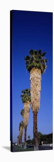 Palm Trees in a Row, Palm Springs, California, USA-null-Stretched Canvas