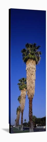 Palm Trees in a Row, Palm Springs, California, USA-null-Stretched Canvas