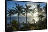 Palm trees in backlight in Niue, South Pacific, Pacific-Michael Runkel-Framed Stretched Canvas