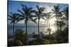 Palm trees in backlight in Niue, South Pacific, Pacific-Michael Runkel-Stretched Canvas