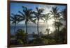 Palm trees in backlight in Niue, South Pacific, Pacific-Michael Runkel-Framed Photographic Print