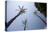 Palm Trees in Cadiz-Felipe Rodriguez-Stretched Canvas