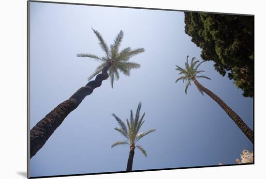 Palm Trees in Cadiz-Felipe Rodriguez-Mounted Photographic Print