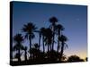 Palm Trees in Silhouette at Dawn, on Edge of Sahara Desert Near Morocco, North Africa-Lee Frost-Stretched Canvas