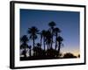 Palm Trees in Silhouette at Dawn, on Edge of Sahara Desert Near Morocco, North Africa-Lee Frost-Framed Photographic Print