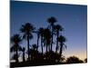Palm Trees in Silhouette at Dawn, on Edge of Sahara Desert Near Morocco, North Africa-Lee Frost-Mounted Photographic Print