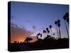 Palm Trees in Silhouette in Park on Bluff Overlooking the Pacific Ocean, Santa Barbara, California-Aaron McCoy-Stretched Canvas