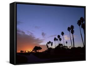 Palm Trees in Silhouette in Park on Bluff Overlooking the Pacific Ocean, Santa Barbara, California-Aaron McCoy-Framed Stretched Canvas