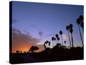 Palm Trees in Silhouette in Park on Bluff Overlooking the Pacific Ocean, Santa Barbara, California-Aaron McCoy-Stretched Canvas