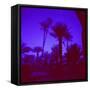 Palm Trees in Silhouette, Photographed Through Blue Glass Window, Ouarzazate, Morocco-Lee Frost-Framed Stretched Canvas