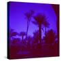 Palm Trees in Silhouette, Photographed Through Blue Glass Window, Ouarzazate, Morocco-Lee Frost-Stretched Canvas