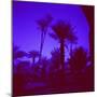 Palm Trees in Silhouette, Photographed Through Blue Glass Window, Ouarzazate, Morocco-Lee Frost-Mounted Photographic Print