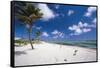 Palm Trees in the Breeze Cayman Islands-George Oze-Framed Stretched Canvas