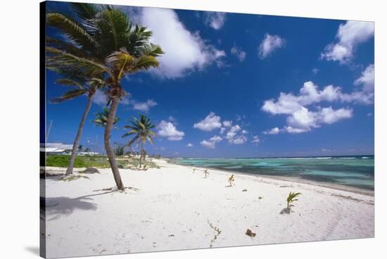 Palm Trees in the Breeze Cayman Islands-George Oze-Stretched Canvas