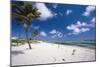 Palm Trees in the Breeze Cayman Islands-George Oze-Mounted Photographic Print