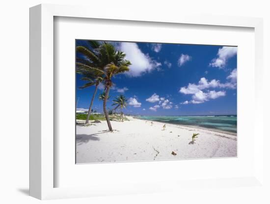 Palm Trees in the Breeze Cayman Islands-George Oze-Framed Photographic Print