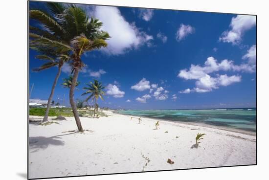 Palm Trees in the Breeze Cayman Islands-George Oze-Mounted Photographic Print