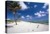 Palm Trees in the Breeze Cayman Islands-George Oze-Stretched Canvas