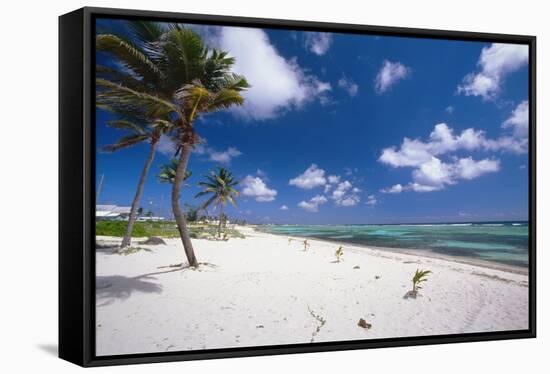 Palm Trees in the Breeze Cayman Islands-George Oze-Framed Stretched Canvas