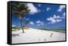 Palm Trees in the Breeze Cayman Islands-George Oze-Framed Stretched Canvas